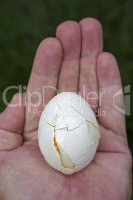 Egg in a Hand