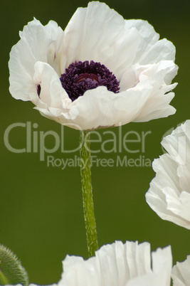 poppy