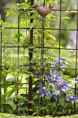 Clematis