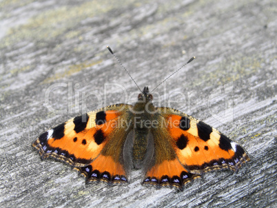 Small Tortoiseshell