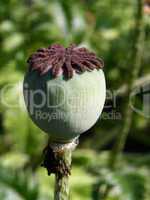 Poppy seed head