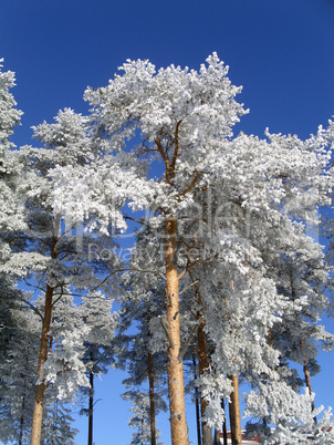 frosty trees