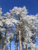 frosty trees