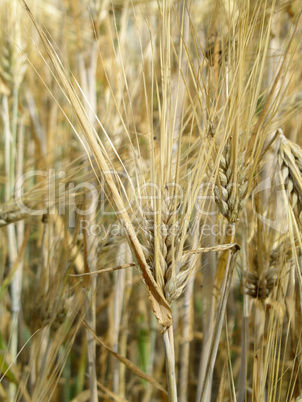 Hordeum vulgare