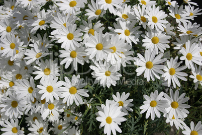 marguerite