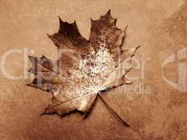 Leaf (sepia)