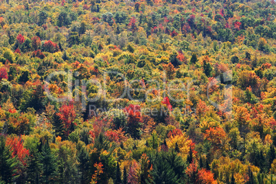 Autumn colors