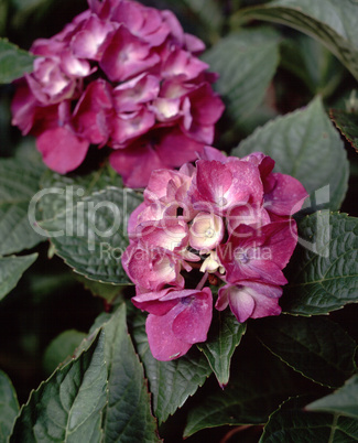 Flowers - hydrangea