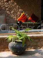 Potted plant in Indian settings
