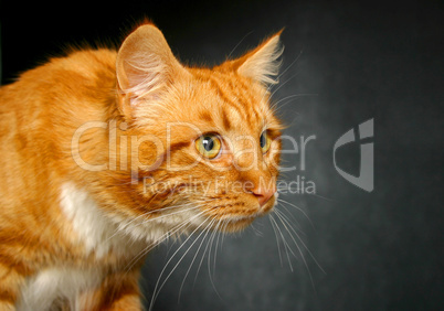 Ginger cat