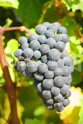 Grapes on vine