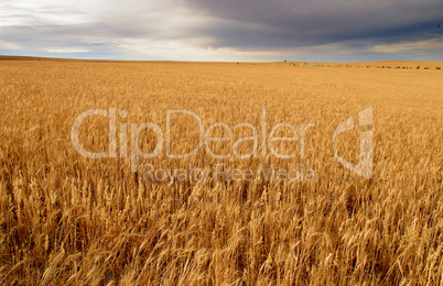 Golden wheat fields