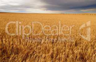 Golden wheat fields