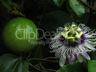 Passion Flower & Fruit