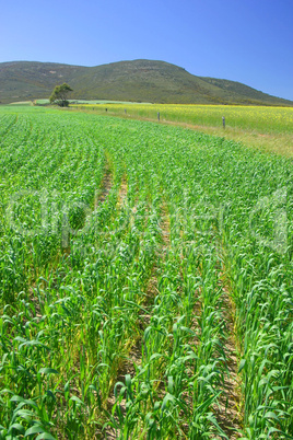 Green wheat fields