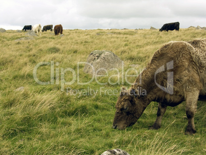 Cattle rough grazing on Moorland