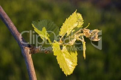 New Grape Leaves 2