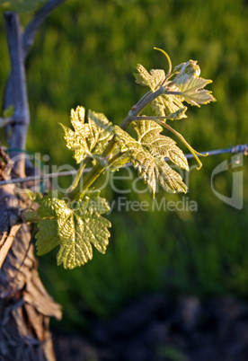 Grape Leaves