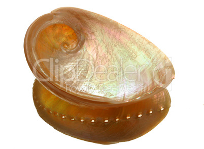 Abalone shell