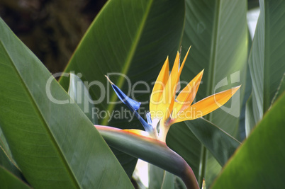 Bird of Paradise