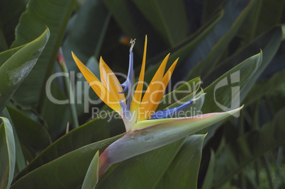 Bird of Paradise