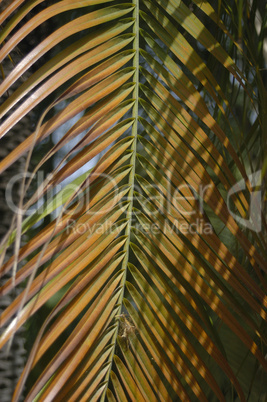 palm palm