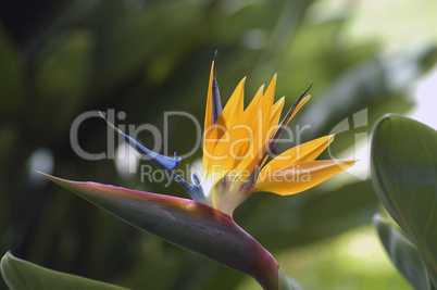 Bird of Paradise