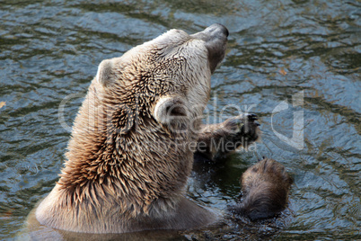 Braunbär