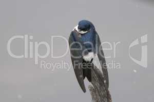 Chilean Swallow