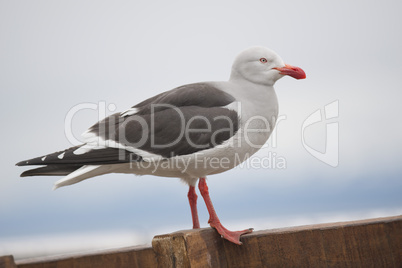 Dolphin Gull