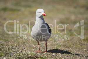 Dolphin Gull