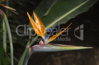 Bird of paradise