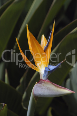 Strelitzia Reginae