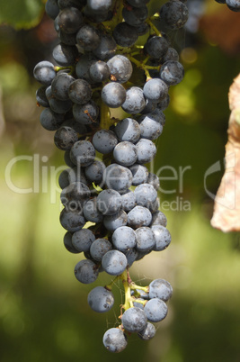 wine grape