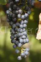 wine grape