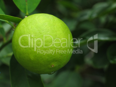 Lime - Citrus latifolia