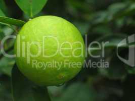 Lime - Citrus latifolia