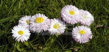 Daisies