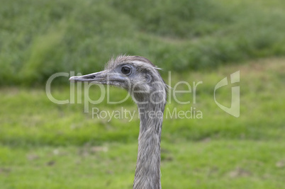 Ostrich close up face