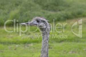 Ostrich close up face