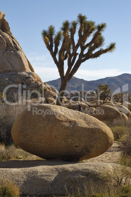 Joshua Tree Boulder