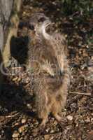 Meerkat - mongoose wildlife centre