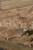 two Meerkats - mongoose wildlife ce