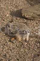 Meerkat - mongoose wildlife centre