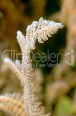 Frosty Fern