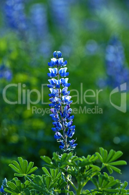 Blue Lupine Wildflower