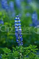 Blue Lupine Wildflower