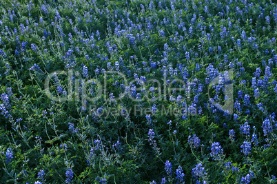 Blue Wildflowers