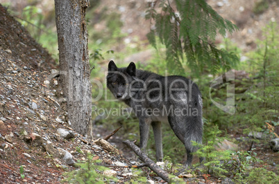 Gray Wolf - Wanted Poster