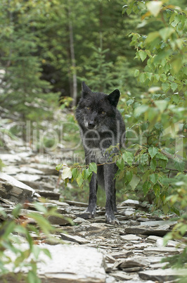 Gray wolf on scree slope
